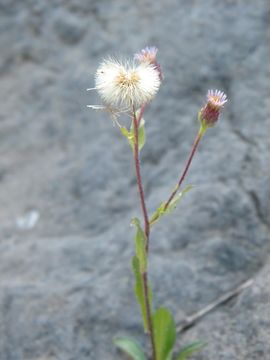 Image de Erigeron nivalis Nutt.