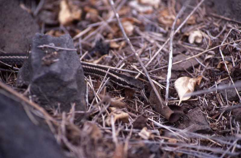 Pseudalsophis hoodensis (Van Denburgh 1912) resmi