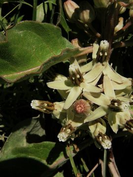 Plancia ëd Asclepias emoryi (Greene) Tidestr.