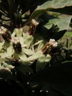 Plancia ëd Asclepias emoryi (Greene) Tidestr.