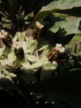 Image of Emory's milkweed