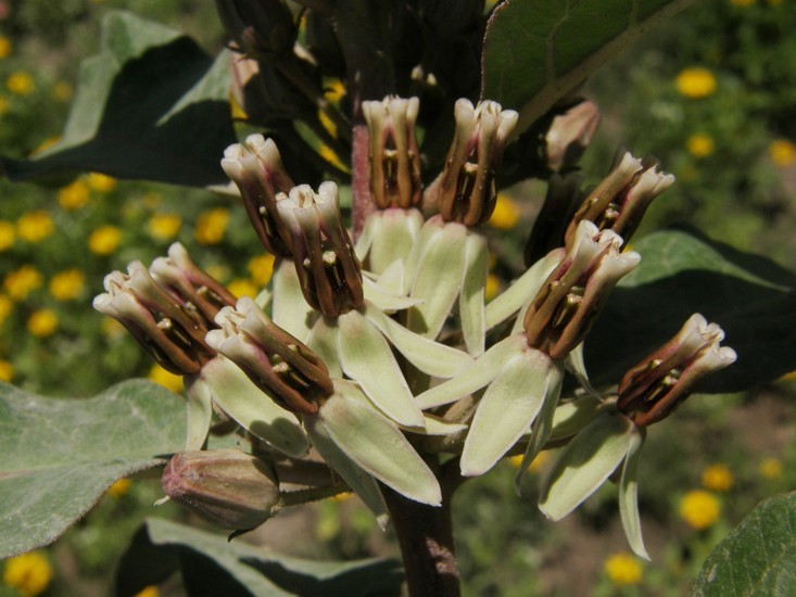 Image of Emory's milkweed