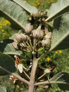 Image of Emory's milkweed