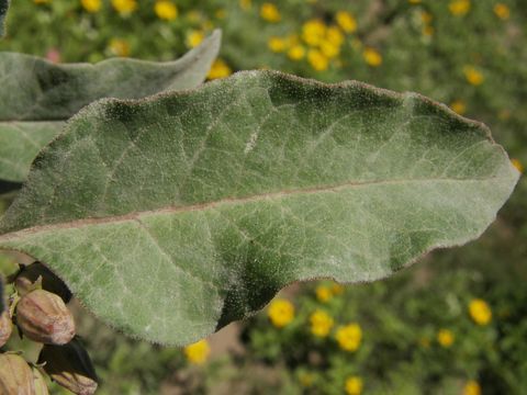 Plancia ëd Asclepias emoryi (Greene) Tidestr.