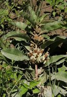 Image of Emory's milkweed