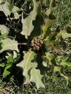 Image of Emory's milkweed