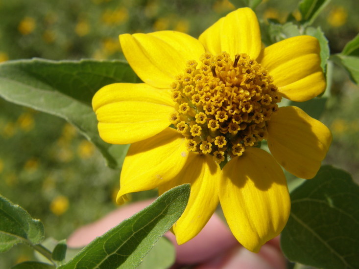 Image de Heliopsis annua Hemsl.