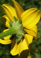 Image de Heliopsis annua Hemsl.