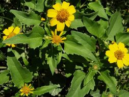 Imagem de Heliopsis annua Hemsl.