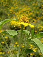 Imagem de Heliopsis annua Hemsl.