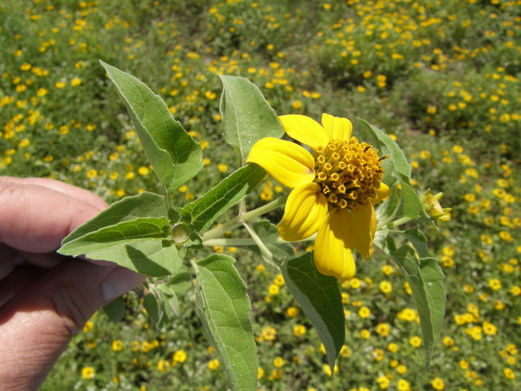 Imagem de Heliopsis annua Hemsl.