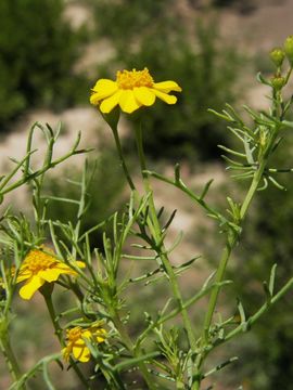 Image of manyawn pricklyleaf