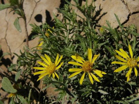 Image of <i>Machaeranthera heterophylla</i>