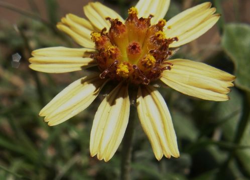 Image de Plateilema palmeri (A. Gray) Cockerell