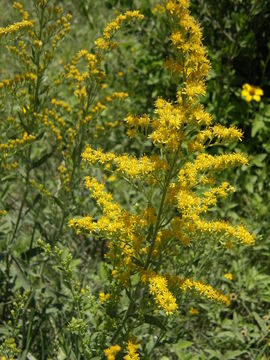 Image of three-nerve goldenrod