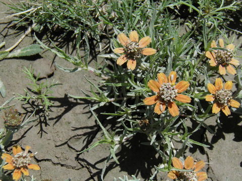 Image of shortray zinnia