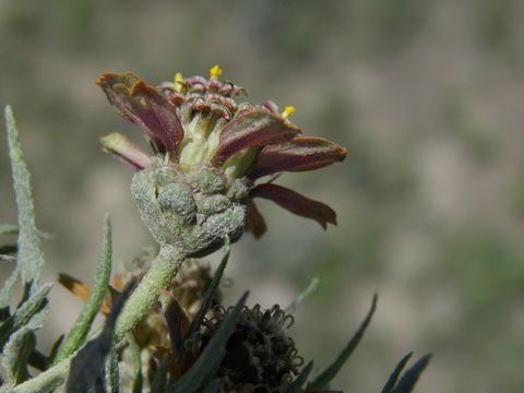 Image de Zinnia anomala A. Gray