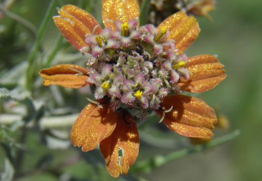 Image de Zinnia anomala A. Gray