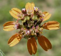 Image of shortray zinnia