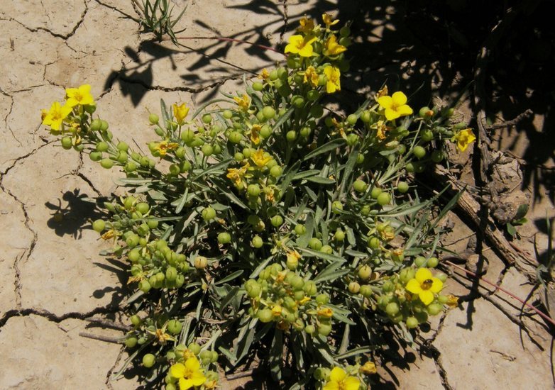 Image of Fendler's bladderpod