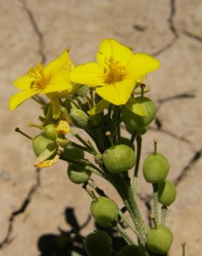 Image of Fendler's bladderpod