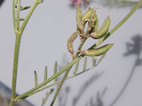 Imagem de Astragalus parvus Hemsl.