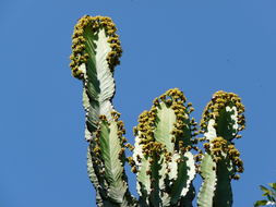 Image of Common Cadelabra tree