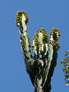 Image of Common Cadelabra tree