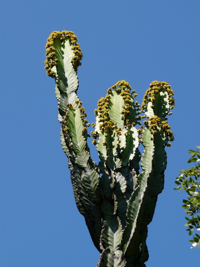 Image of Common Cadelabra tree