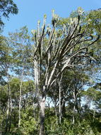 Image of Common Cadelabra tree