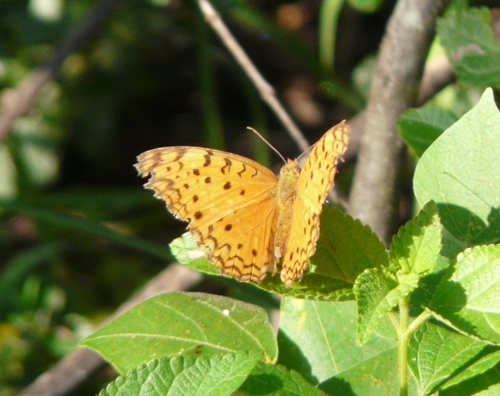 Image of Common Leopard