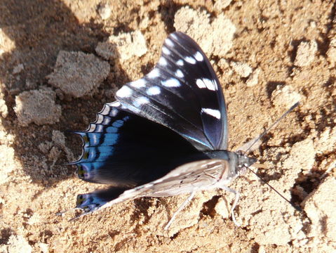 Image of Blue-spangled Charaxes