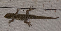 Image of Cape dwarf gecko