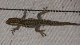 Image of Cape dwarf gecko