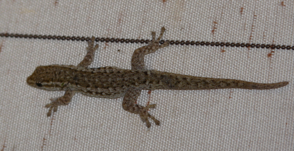 Image of Cape dwarf gecko