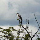 Image of Lesser Grey Shrike