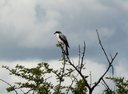 Image of Lesser Grey Shrike