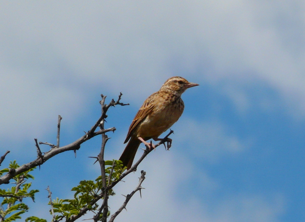 Image of Sabota Lark