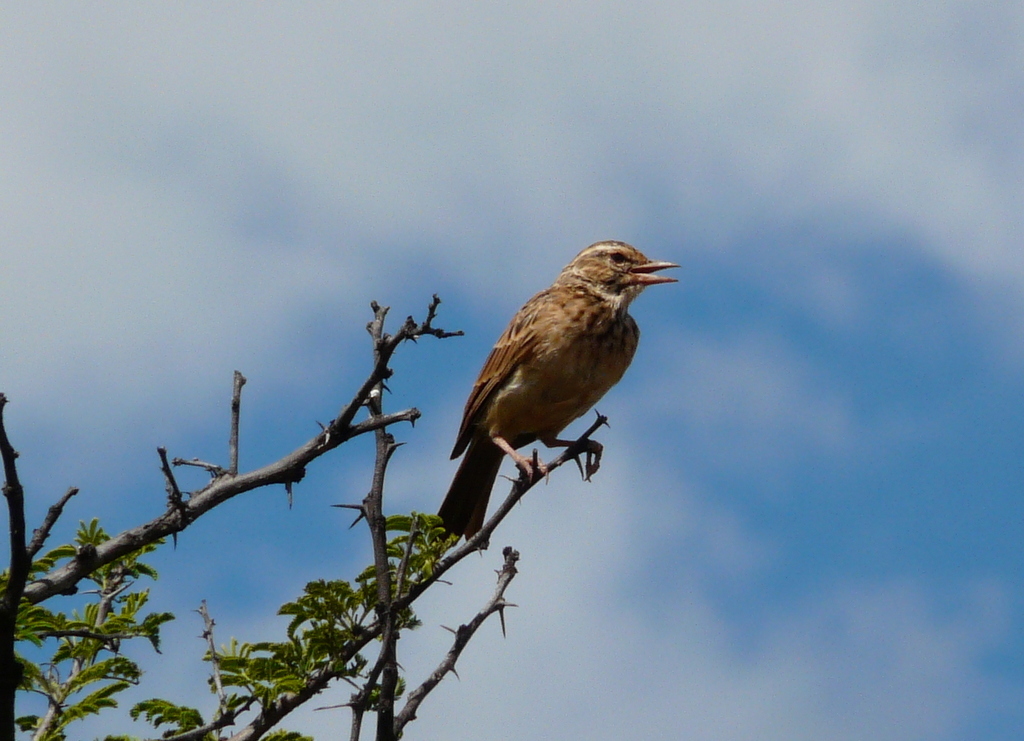 Image of Sabota Lark