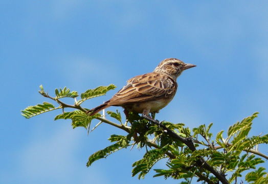 Image of Sabota Lark