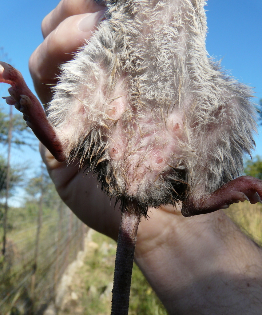 Image of Red Rock Rat