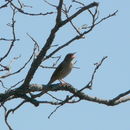 Image of Striped Pipit