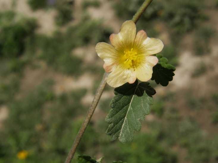 Image of <i>Sida abutifolia</i>