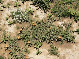 Image of spear globemallow