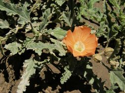 Image of spear globemallow