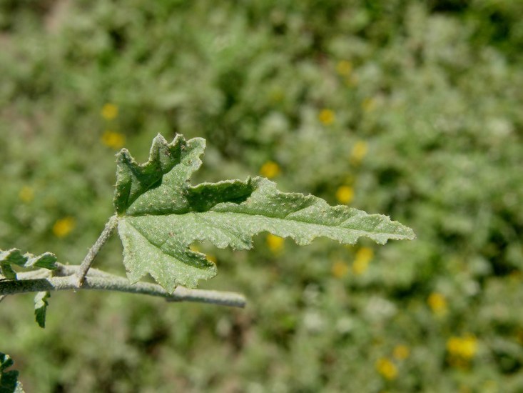 Image of spear globemallow