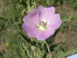 Image of spear globemallow