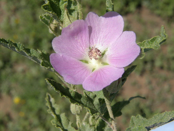 Image of spear globemallow