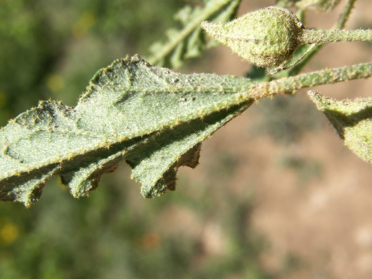 Image of spear globemallow