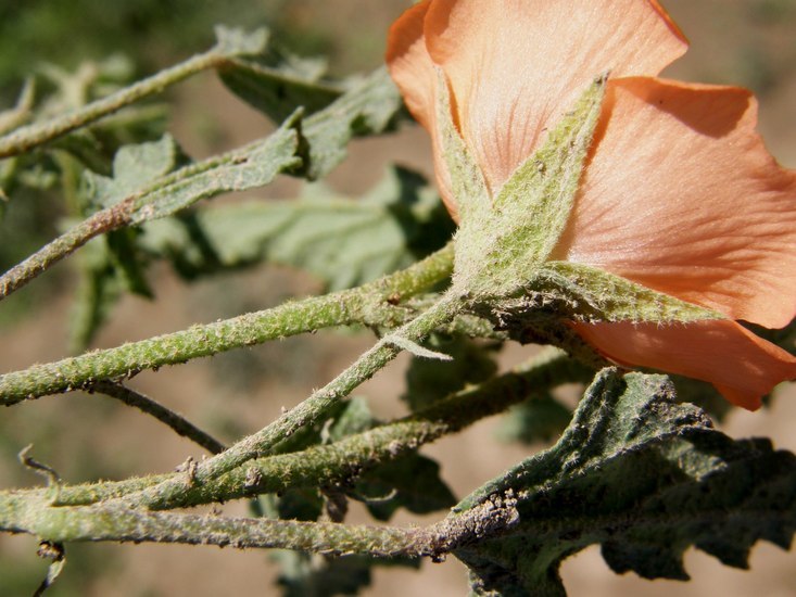 Image of spear globemallow